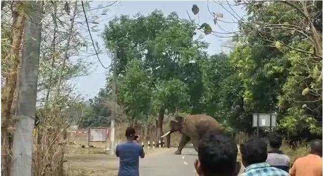 ବୃଦ୍ଧଙ୍କୁ କଚାଡ଼ି ଜୀବନ ନେଲା ଦନ୍ତା, ହାତୀ ଆକ୍ରମଣରେ ୩ ମାସରେ ୪ ମୃତ