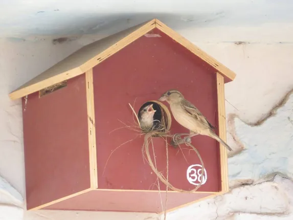 ବିଲୁପ୍ତପ୍ରାୟ ଘରଚଟିଆର ସଂରକ୍ଷଣ ପାଇଁ ସ୍ବେଚ୍ଛାସେବୀଙ୍କ ପ୍ରୟାସ: ୧୦ଟି ଜିଲ୍ଲାରେ ରବୀନ୍ଦ୍ର ସ୍ଥାପନ କରିଛନ୍ତି କୃତ୍ରିମ ବସା