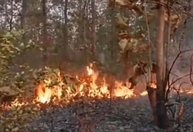 ଚନ୍ଦକା-ଡମପଡ଼ା ଅଭୟାରଣ୍ୟରେ ଥମୁନି ନିଆଁ: ୧୦ ଦିନରେ ୧୪ ବନାଗ୍ନି