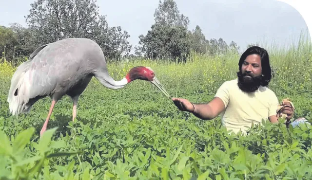 ବିପଦର ବନ୍ଧୁ ପ୍ରକୃତ ବନ୍ଧୁ : ଅରିଫଙ୍କ ସ୍ନେହରେ ବନ୍ଧା ସାରସ