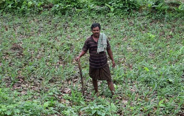 ଏଥର କନ୍ଧମାଳ ଅଦା ଚା‌ଷୀଙ୍କ ପାଳି: ଜିଲ୍ଲାରେ ରେକର୍ଡ ଉତ୍ପାଦନ ସତ୍ତ୍ବେ ଅଭାବୀ ବିକ୍ରି