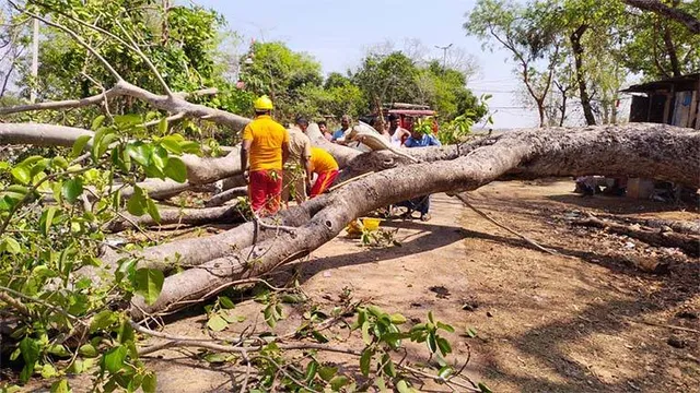 କାଳବୈଶାଖୀରେ ଉପୁଡ଼ିଲା ଗଛ