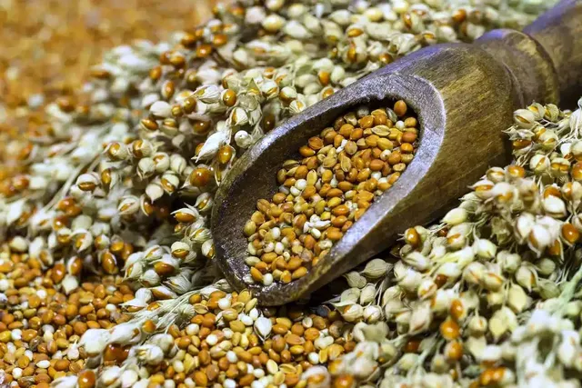 ପୋଷକତତ୍ତ୍ବ ବୃଦ୍ଧି ପାଇଁ ଯବାନମାନଙ୍କ ଭୋଜନରେ ସାମିଲ ହେବ ମାଣ୍ଡିଆ ଅଟା