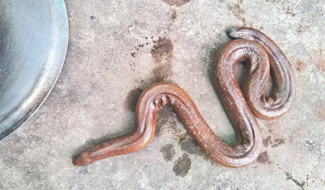 ନନ୍ଦନକାନନ ଗଲା ରେଡ୍‌ ସ୍ୟାଣ୍ଡ୍‌ ବୋଆ