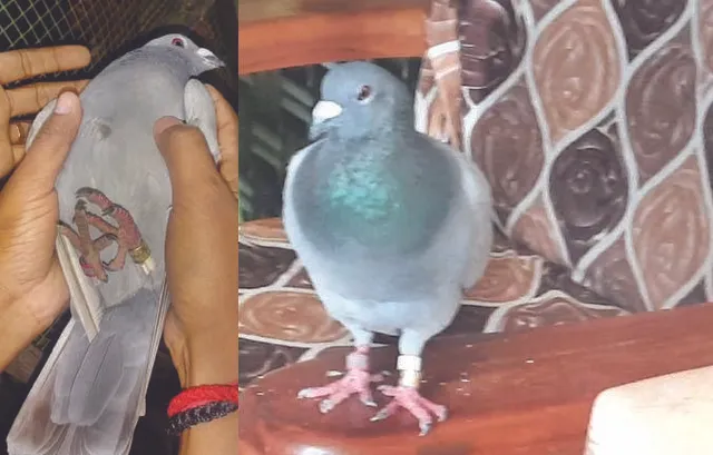 ଅସ୍ତରଙ୍ଗରୁ ସନ୍ଦିଗ୍ଧ ପାରା ଉଦ୍ଧାର