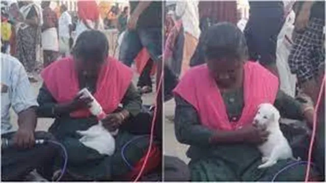 ହୃଦୟସ୍ପର୍ଶୀ ଦୃଶ୍ୟ, ଦୃଷ୍ଟି ଶକ୍ତି ନଥାଇ ବି ମହିଳା ଶୋ‌ଷିଲା କୁକୁର ଛୁଆକୁ କ୍ଷୀର ପିଆଇ ମୁହଁ ପୋଛି ଦେଉଛନ୍ତି