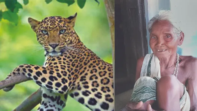 ବୃଦ୍ଧାଙ୍କୁ ଖାଇଲା ବାଘ