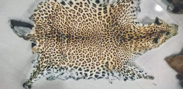 ବାଘ, କୁଟ୍‌ରା, ହରିଣ ଛାଲ ଜବତ