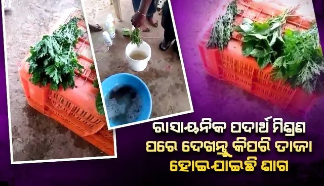 ଆଶ୍ଚର୍ଯ୍ୟଜନକ ଦୃଶ୍ୟ! ରାସାୟାନିକ ପଦାର୍ଥ ମିଶ୍ରିତ ପାଣିରେ ଶାଗବିଡ଼ାକୁ ବୁଡ଼ାଇବା ମାତ୍ରେ ଦେଖନ୍ତୁ କିଭଳି ଭାବେ ସତେଜ ହୋଇଯାଉଛି