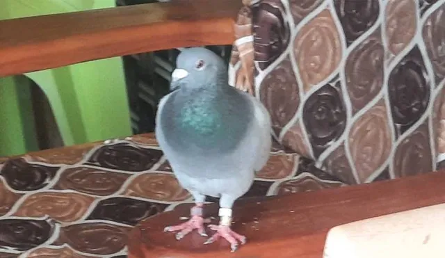 ପୁଣି ଉଦ୍ଧାର ହେଲା ସନ୍ଦିଗ୍ଧ ପାରା, ଗୋଡ଼ରେ ଲାଗିଛି ଗୁପ୍ତ କୋଡ଼