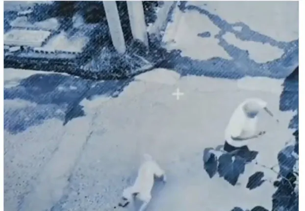 ଗଛତଳେ ଛିଡ଼ା ହୋଇଥିବା ବ୍ୟକ୍ତିଙ୍କ ଏପରି ଜୀବନ ବଞ୍ଚାଇଲା କୁକୁର