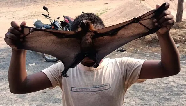 ୬ ବାଦୁଡ଼ି ମଲେ, ପାଣି ସିଞ୍ଚନ କଲା ବନ ବିଭାଗ