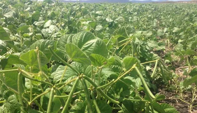 ରାସ୍ତାରେ ମୁଗ ଶୁଖାଇବାକୁ ନେଇ ମାରପିଟ, ୩ ଆହତ