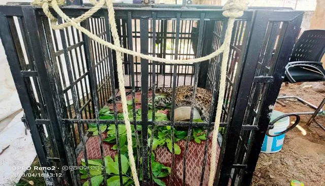 ୯ ଦିନ ହେଲା ଯନ୍ତାରେ ବିତୁଛି ଜୀବନ, ୱାଚର ଭରସାରେ ଚାଲିଛି ବାଘର ଅନୁଧ୍ୟାନ