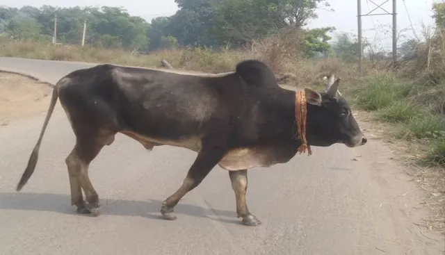 ଅର୍ଜୁନଙ୍କୁ ଖୋଜୁଛି ଷଣ୍ଢ