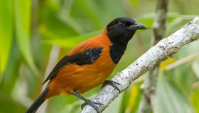 ଖୋଲା ଝରକା - ବିଷାକ୍ତ ଚଢ଼େଇ