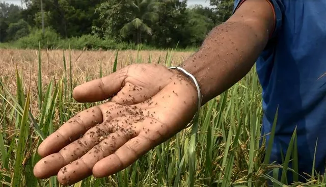 ଡୁଙ୍ଗୁରିପାଲି ବ୍ଲକ ଚାଷୀ ମୁଣ୍ଡରେ ଚଡ଼କ