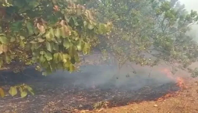 କାଜୁବଣରେ ନିଆଁ ଲଗାଇଦେଲେ