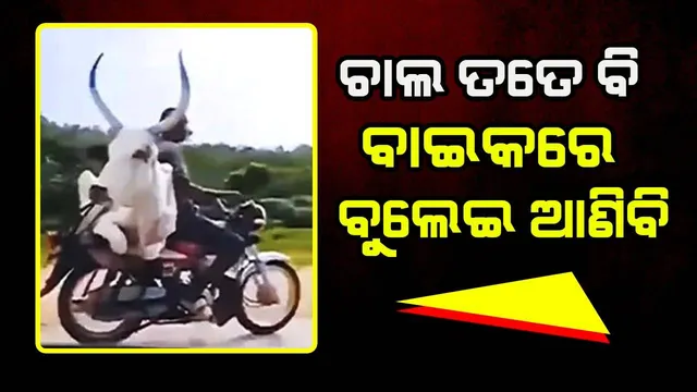 ବାଇକରେ ବସାଇ ବଳଦକୁ ବୁଲାଉଛନ୍ତି ଏହି ବ୍ୟକ୍ତି