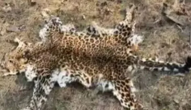 ବାଘ ଛାଲ ଜବତ, ଜଣେ ଗିରଫ