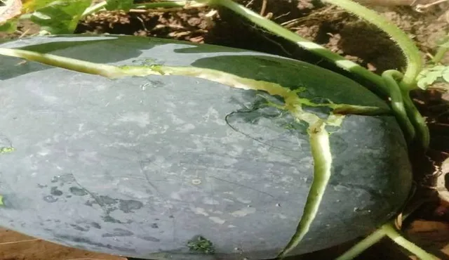 ଝଡ଼ତୋଫାନରେ ତରଭୁଜ ଫସଲ ନଷ୍ଟ