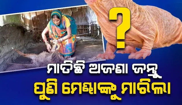 ମହାକାଳପଡ଼ାରେ ଚାଞ୍ଚଲ୍ୟ: ପୁଣି ୯ଟି ମେଣ୍ଢାଙ୍କୁ ମାରିଲା ଅଜଣା ଜନ୍ତୁ