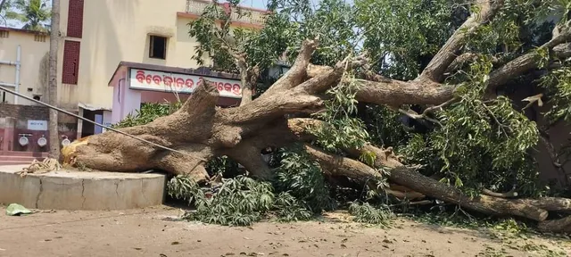 ଯାଜପୁର ପୌରପାଳିକାର ସ‌ନ୍ଥେଶ୍ବରସ୍ଥିତ ବିବେକାନନ୍ଦ ସ୍କୁଲ ପରିସରରେ ଭାଙ୍ଗିଲା ବିଶାଳ ଆମ୍ବଗଛ।