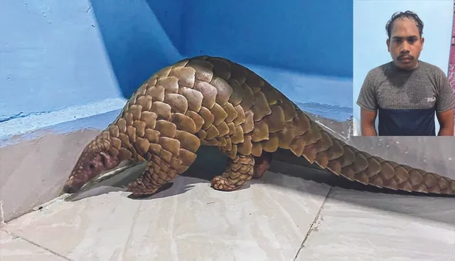 ଜୀବନ୍ତ ବଜ୍ରକାପ୍ତା ଉଦ୍ଧାର, ଜଣେ ଗିରଫ