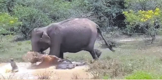 ଛୁଆ ପାଇଁ ମା’ ହାତୀ କୁମ୍ଭୀର ସହ ଲଢ଼ିଲା, ଦେଖନ୍ତୁ ଭିଡିଓ