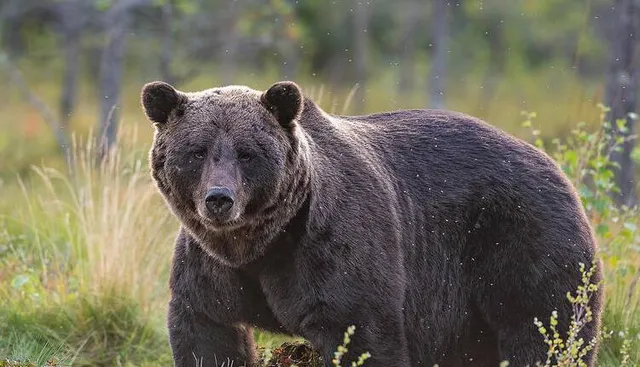ଭାଲୁ ଆକ୍ରମଣରେ ୨ ମହିଳା ଗୁରୁତର