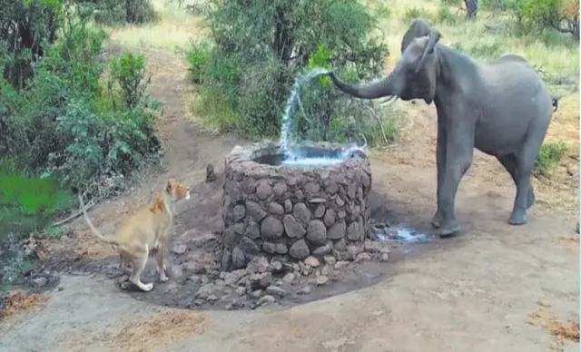 ସିଂହୀକୁ ତଡ଼ିବାକୁ ଦନ୍ତାହାତୀର କୌଶଳ