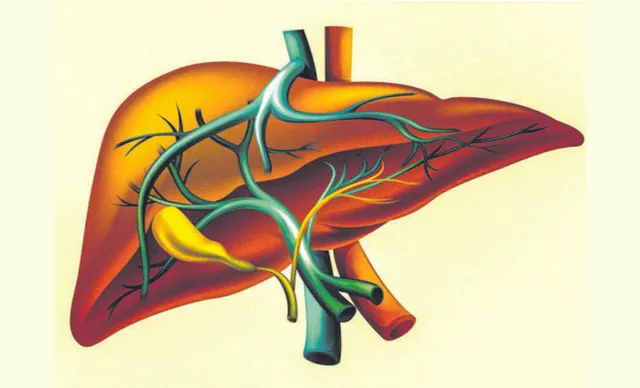 ବିଶ୍ବ ଯକୃତ ଦିବସ ଆଜି : ସଜାଗ ରହନ୍ତୁ, ନିୟମିତ ଯକୃତର ଯାଞ୍ଚ କରାନ୍ତୁ
