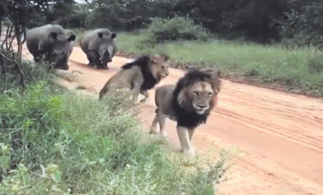 ଜଙ୍ଗଲର ପ୍ରକୃତ ରାଜା!