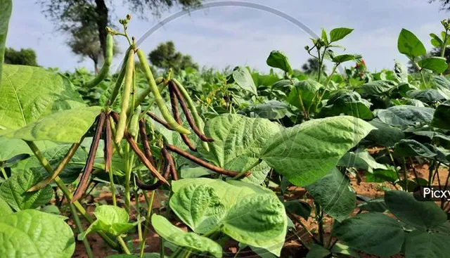 ମୁଗଚାଷ କେଳେଙ୍କାରୀ: କୃଷି କର୍ମଚାରୀ ନିଲମ୍ବିତ