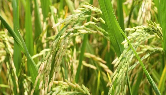 ମେ’ ୧୫ରୁ ଧାନକିଣା