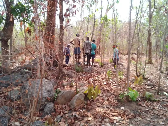 ନୂଆପଡ଼ାରେ ପୁଣି ବାଘ ଆତଙ୍କ; ବାଛୁରୀକୁ ଖାଇଲା