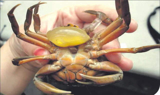 ପରଜୀବୀ ଦ୍ବାରା ଲିଙ୍ଗ ପରିବର୍ତ୍ତନ! ପୁରୁଷ କଙ୍କଡ଼ା ପାଲଟିଯାଉଛି ମାଈ