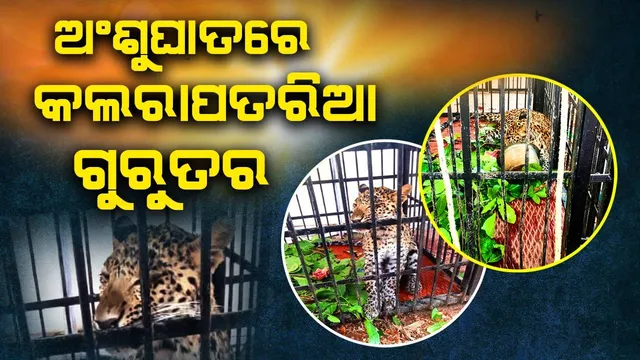 ରାଜ୍ୟରେ ଗ୍ରୀଷ୍ମ ପ୍ରବାହ ଜାରି: ଅଂଶୁଘାତରେ କଲରାପତରିଆ ଗୁରୁତର
