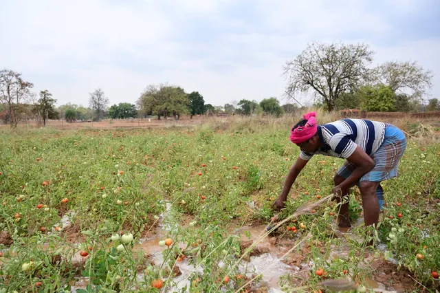 ଜଳସେଚନ ପାଇଁ ପୋଖରୀ ଓ ଗଭୀର କୂଅ: ଉପକୃତ ହେଉଛନ୍ତି ଆଦିବାସୀ ଚାଷୀ