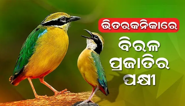 ଭିତରକନିକାରେ ୧୭୯ ବିରଳ ପ୍ରଜାତିର ‘ମ୍ୟାନ୍‌ଗ୍ରୁଭ୍‌ ପିଟା ପକ୍ଷୀ