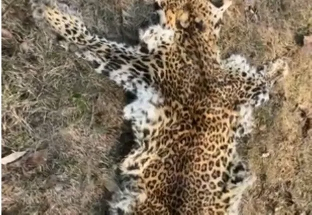 ନାକଟିଦେଉଳରୁ ବାଘଛାଲ ଜବତ; ୫ ଲକ୍ଷ ଟଙ୍କାର ଡିଲ୍‌ ଚାଲିଥିବା ବେଳେ ଅଭିଯୁକ୍ତ ଗିରଫ