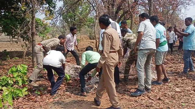 ନୂଆପଡ଼ା: ସିଲିଆରିବାହାର ଗାଁରେ ବାଘ ଅସୁସ୍ଥ, ଉଦ୍ଧାର କଲା ବନ ବିଭାଗ
