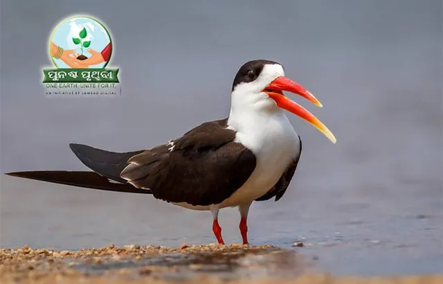 ସାତକୋଶିଆ ପାଇଁ ପୁଣି ଖୁସି ଖବର: ପ୍ରଥମଥର ଅଣ୍ଡା ଫୁଟାଇଲେ ଇଣ୍ଡିଆନ୍‌ ସ୍କିମର୍‌