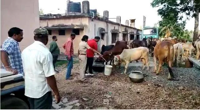 ପଶ୍ଚିମବଙ୍ଗକୁ ଚଲାଣ ହେଉଥିବା ଶତାଧିକ ଗୋରୁ ଉଦ୍ଧାର; ବେପାରୀ ଫେରାର, ୨ ଅଟକ