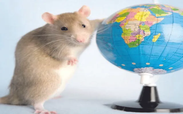 ବିଶ୍ବ ମୂଷିକ ଦିବସ