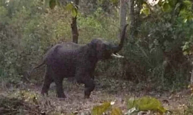 ପଲରୁ ଅଲଗା ହୋଇ ବୁଲୁଛି ଦନ୍ତା, ଆକ୍ରମଣରେ ଦିବ୍ୟାଙ୍ଗ ଯୁବକ ଗୁରୁତର