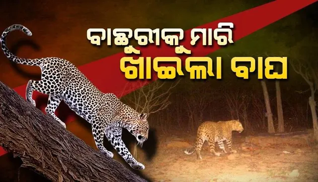 ନୂଆପଡ଼ାରେ ବାଘ ଆତଙ୍କ ଜାରି: ପୁଣି ଗୋଟିଏ ବାଛୁରୀକୁ ମାରି ଖାଇଲା