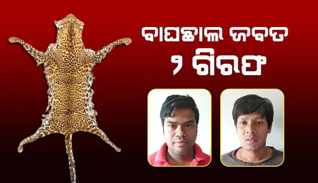 ଖଜୁରିପଡ଼ାରୁ କଲରାପତରିଆ ବାଘଛାଲ ଜବତ, ୨ ଗିରଫ
