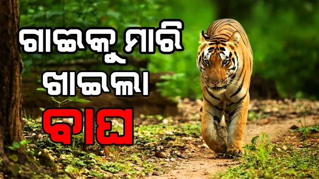 ଚୁଲାଭାଟରେ ଆତଙ୍କ: ପୁଣି ଗାଈକୁ ମାରି ଖାଇଲା ବାଘ