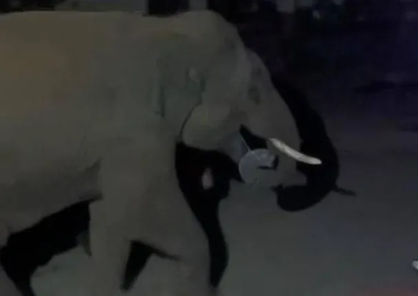 ତାରସିଂ ବନାଞ୍ଚଳ‌ରେ ଆଠଗଡ଼ ଦନ୍ତା; ରାତିରେ ଗାଁ ଗାଁରେ ଟହଲ ମାରି କବାଟ ଠେଲୁଛି, ଛତୁଆ, ଆଳୁ ଓ ଧାନବସ୍ତା ଟାଣି ନେଇ ଖାଉଛି